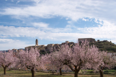 Poble Barberà de la Conca primavera
